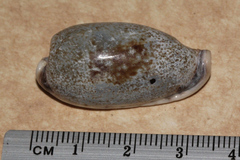 Erronea cylindrica