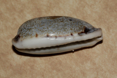Erronea cylindrica