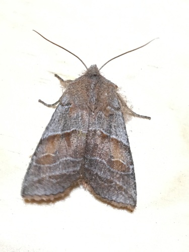 Eupsilia fringata
