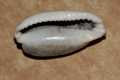 Erronea cylindrica