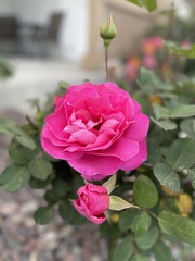 Rosa