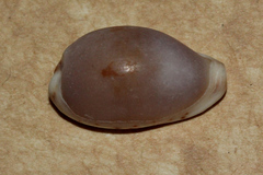 Purpuradusta gracilis image