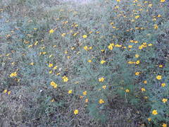 Dyssodia tagetiflora