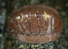 Lepidozona interstincta