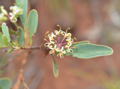 Stenocarpus umbellifer