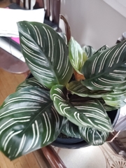 Goeppertia sanderiana