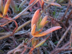 Polygonum paronychia