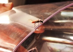 Paracompsa flavofasciata