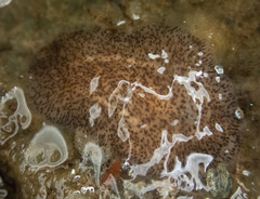 Kaburakia excelsa