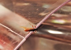 Paracompsa flavofasciata