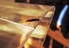 Paracompsa flavofasciata