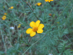Dyssodia tagetiflora