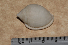 Semicassis bisulcata
