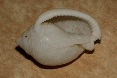 Semicassis bisulcata
