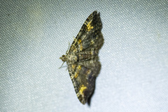 Epyaxa sodaliata