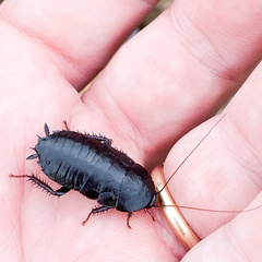 Celatoblatta punctipennis