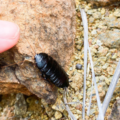 Celatoblatta punctipennis