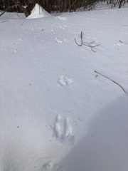 Sciurus carolinensis