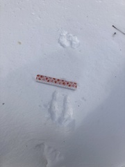 Sciurus carolinensis