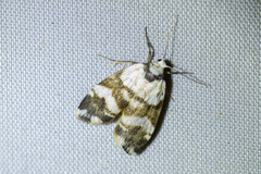 Thallarcha albicollis