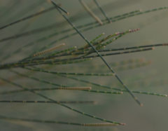 Casuarina collina