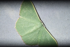 Prasinocyma semicrocea