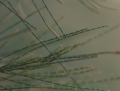 Casuarina collina
