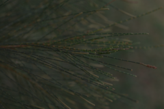 Casuarina collina