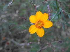 Dyssodia tagetiflora