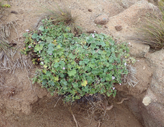 Geranium traversii