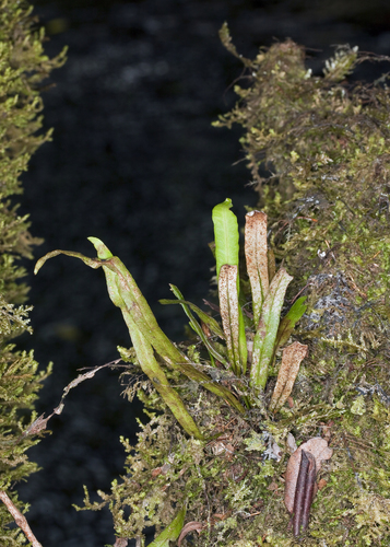Oreogrammitis baldwinii
