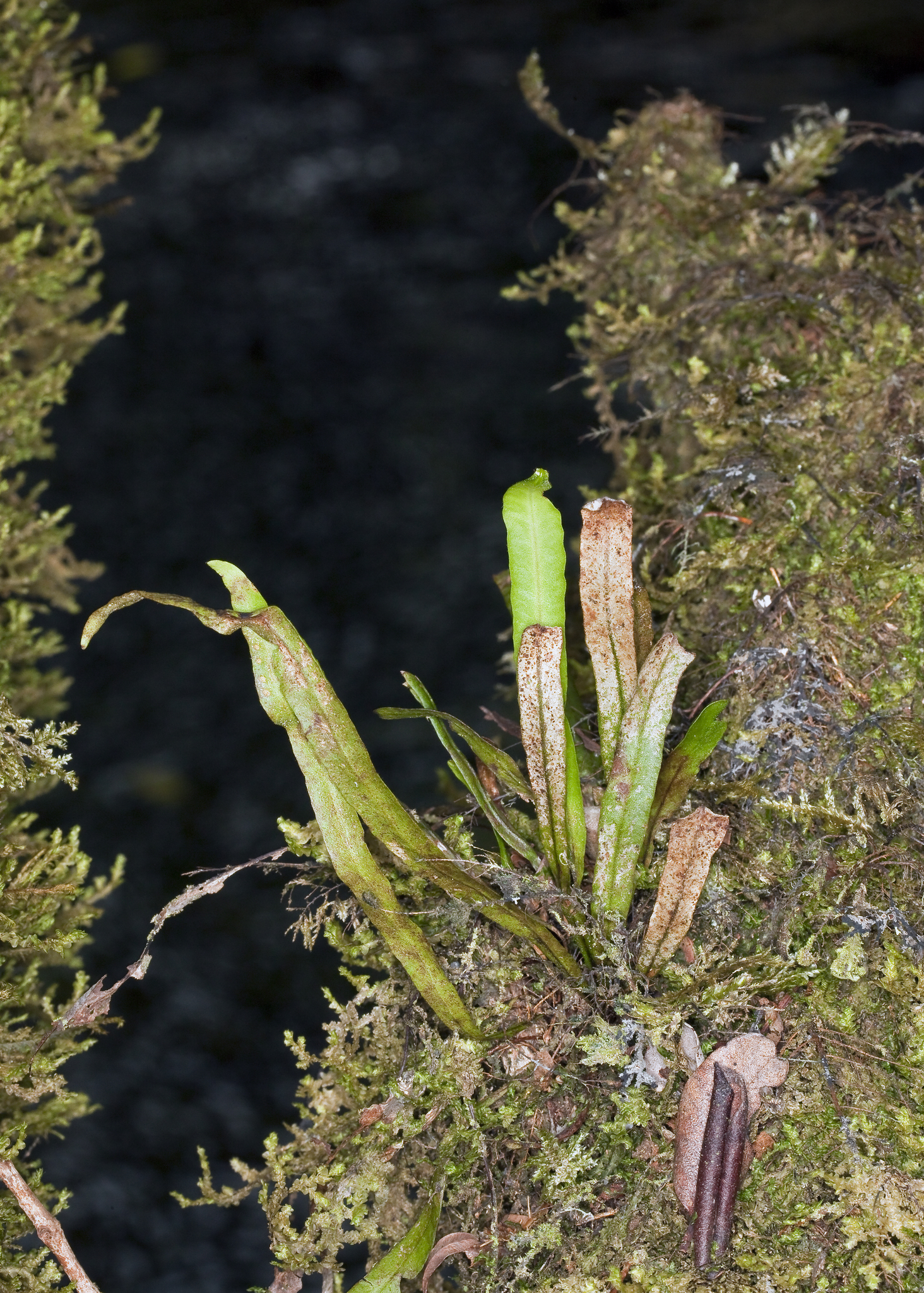 Oreogrammitis baldwinii