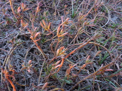 Polygonum paronychia