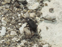 Blapstinus