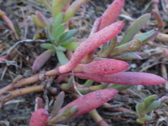 Polygonum paronychia