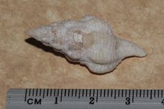 Fasciolariidae