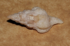 Fasciolariidae