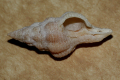 Fasciolariidae