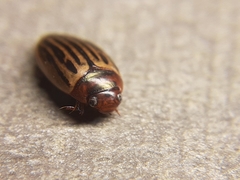 Agabus disintegratus