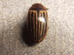 Agabus disintegratus