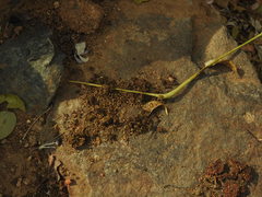 Herpestidae