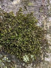 Frullania inflata