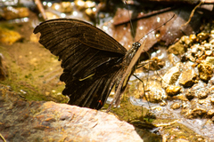 Papilio diophantus