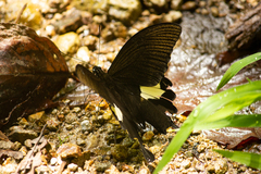 Papilio diophantus