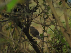 Prinia sylvatica