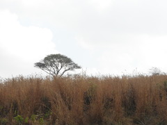 Acacia