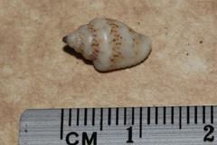 Euplica scripta