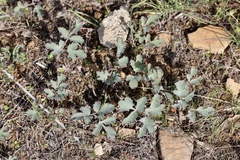 Lomatium repostum