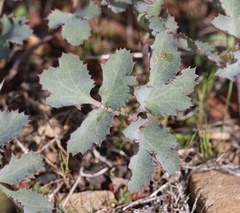 Lomatium repostum