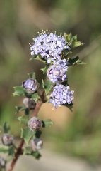 Ceanothus confusus